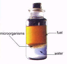 Diesel plague: The unwanted microorganism in the tank!